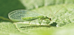 Photograph of adult green lacewing.
